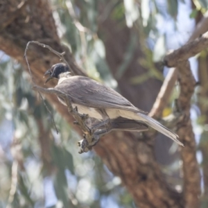 Philemon corniculatus at The Pinnacle - 20 Dec 2018