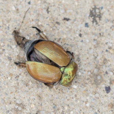 Anoplognathus sp. (genus) (Unidentified Christmas beetle) at Belconnen, ACT - 16 Dec 2018 by AlisonMilton