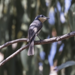 Myiagra rubecula at Weetangera, ACT - 20 Dec 2018