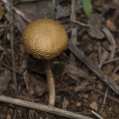 zz agaric (stem; gills white/cream) at Dunlop, ACT - 17 Dec 2018 by AlisonMilton