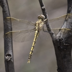 Orthetrum caledonicum (Blue Skimmer) at Hawker, ACT - 20 Dec 2018 by AlisonMilton