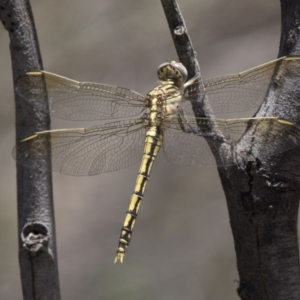 Orthetrum caledonicum at Hawker, ACT - 20 Dec 2018