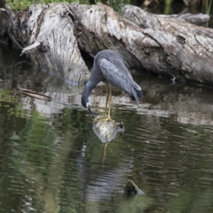 Egretta novaehollandiae at Fyshwick, ACT - 16 Dec 2018 01:31 PM