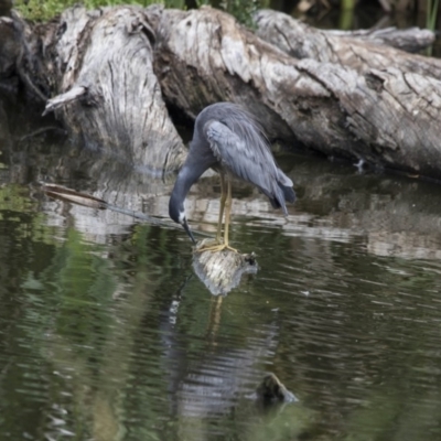 Egretta novaehollandiae (White-faced Heron) at Fyshwick, ACT - 16 Dec 2018 by AlisonMilton