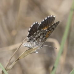 Lucia limbaria (Chequered Copper) at Hawker, ACT - 17 Dec 2018 by AlisonMilton