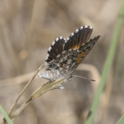 Lucia limbaria (Chequered Copper) at The Pinnacle - 17 Dec 2018 by Alison Milton