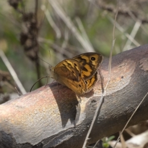 Heteronympha merope at Dunlop, ACT - 17 Dec 2018 12:47 PM