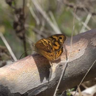 Heteronympha merope (Common Brown Butterfly) at Dunlop, ACT - 17 Dec 2018 by AlisonMilton