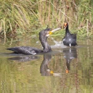 Phalacrocorax carbo at Belconnen, ACT - 16 Dec 2018 03:39 PM