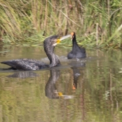 Phalacrocorax carbo at Belconnen, ACT - 16 Dec 2018