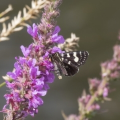 Periscepta polysticta (Spotted Day Moth) at Belconnen, ACT - 16 Dec 2018 by Alison Milton