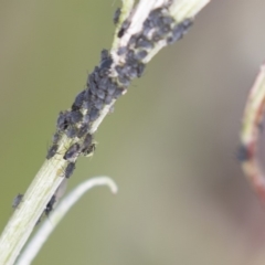 Aphididae (family) (Unidentified aphid) at Belconnen, ACT - 16 Dec 2018 by Alison Milton
