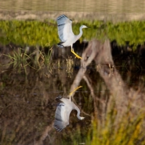 Egretta novaehollandiae at Barragga Bay, NSW - 1 Jul 2018