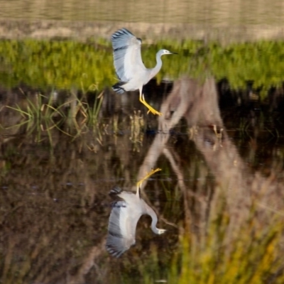 Egretta novaehollandiae (White-faced Heron) at Four Winds Bioblitz Reference Sites - 1 Jul 2018 by RossMannell