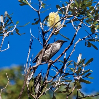 Anthochaera chrysoptera (Little Wattlebird) at Four Winds Bioblitz Reference Sites - 1 Jul 2018 by RossMannell