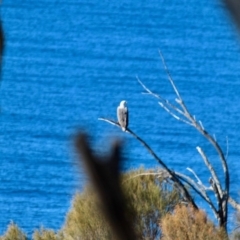 Haliaeetus leucogaster (White-bellied Sea-Eagle) at Barragga Bay, NSW - 1 Jul 2018 by RossMannell