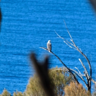 Haliaeetus leucogaster (White-bellied Sea-Eagle) at Four Winds Bioblitz Reference Sites - 1 Jul 2018 by RossMannell