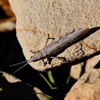 Coryphistes ruricola (Bark-mimicking Grasshopper) at Four Winds Bioblitz Reference Sites - 1 Jul 2018 by RossMannell