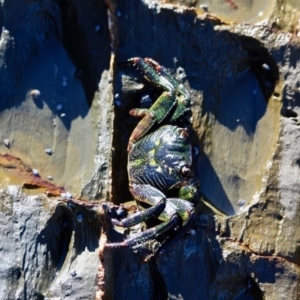 Leptograpsus variegatus at Barragga Bay, NSW - 1 Jul 2018