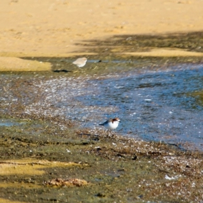 Anarhynchus ruficapillus (Red-capped Plover) at Bermagui, NSW - 1 Jul 2018 by RossMannell