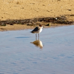 Anarhynchus ruficapillus at Bermagui, NSW - 1 Jul 2018