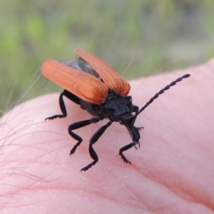 Porrostoma rhipidium at Tharwa, ACT - 9 Dec 2018