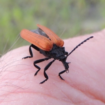 Porrostoma rhipidium (Long-nosed Lycid (Net-winged) beetle) at Gigerline Nature Reserve - 9 Dec 2018 by michaelb