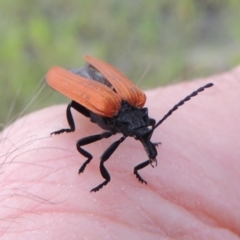 Porrostoma rhipidium (Long-nosed Lycid (Net-winged) beetle) at Tharwa, ACT - 9 Dec 2018 by michaelb