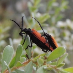 Porrostoma rhipidium at Tharwa, ACT - 9 Dec 2018