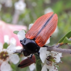 Castiarina rufipennis (Jewel beetle) at Tennent, ACT - 9 Dec 2018 by MichaelBedingfield