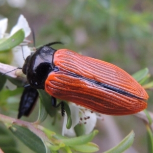 Castiarina rufipennis at Tennent, ACT - 9 Dec 2018