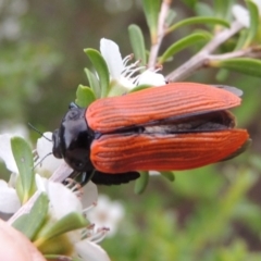 Castiarina rufipennis at Tennent, ACT - 9 Dec 2018