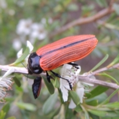 Castiarina rufipennis at Tennent, ACT - 9 Dec 2018