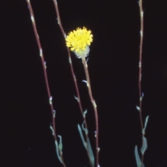 Leptorhynchos elongatus (Lanky Buttons) at Namadgi National Park - 15 Nov 2004 by BettyDonWood