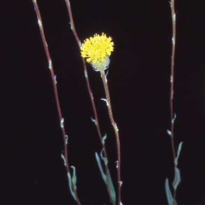 Leptorhynchos elongatus (Lanky Buttons) at Namadgi National Park - 14 Nov 2004 by BettyDonWood