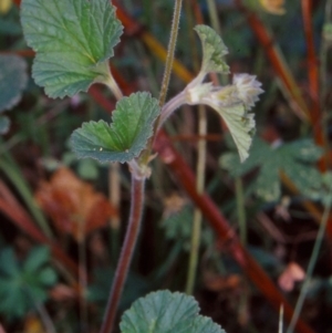 Pelargonium australe at Namadgi National Park - 10 Apr 2004