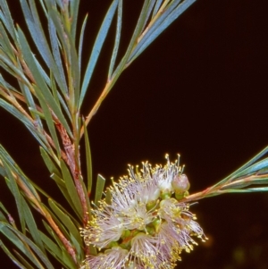 Callistemon sieberi at Booth, ACT - 17 Dec 2004