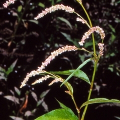 Persicaria lapathifolia (Pale Knotweed) at Booth, ACT - 16 Dec 2004 by BettyDonWood