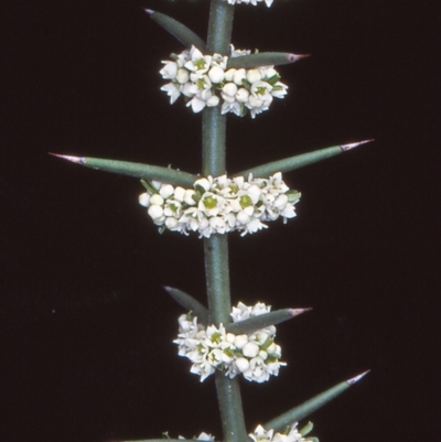 Discaria pubescens (Australian Anchor Plant) at Tennent, ACT - 8 Nov 2004 by BettyDonWood