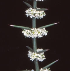 Discaria pubescens (Australian Anchor Plant) at Tennent, ACT - 7 Nov 2004 by BettyDonWood