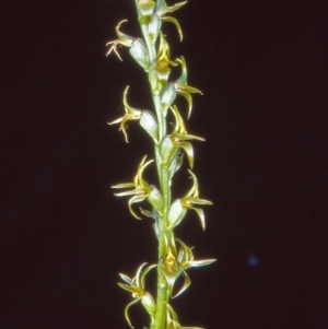 Paraprasophyllum sphacelatum at Namadgi National Park - 12 Jan 2005