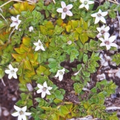 Rhytidosporum alpinum at Namadgi National Park - 11 Jan 2005 by BettyDonWood