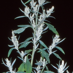 Chenopodium album at Paddys River, ACT - 17 Jan 2005