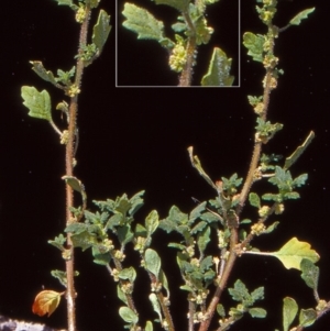 Dysphania pumilio at Paddys River, ACT - 12 Jan 2005