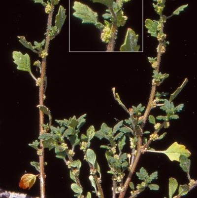 Dysphania pumilio (Small Crumbweed) at Paddys River, ACT - 11 Jan 2005 by BettyDonWood