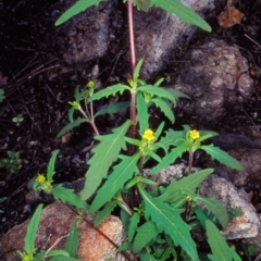 Sigesbeckia australiensis (Cobber Weed) at Namadgi National Park - 29 Oct 2004 by BettyDonWood