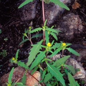 Sigesbeckia australiensis at Namadgi National Park - 29 Oct 2004