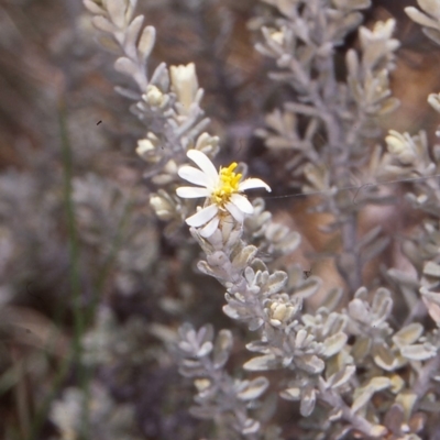 Olearia brevipedunculata (Dusty Daisy Bush) at Namadgi National Park - 25 Nov 1996 by BettyDonWood