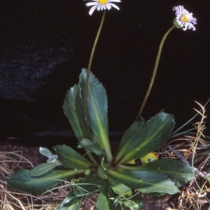 Brachyscome decipiens at Namadgi National Park - 28 Nov 2006