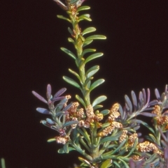 Podocarpus lawrencei (Mountain Plum Pine) at Namadgi National Park - 8 Jan 2004 by BettyDonWood